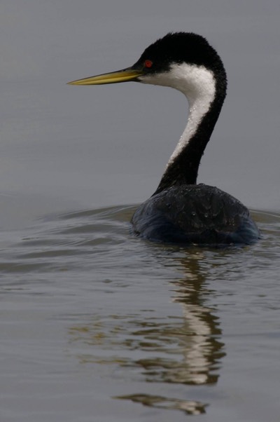 Grebe, Western 101