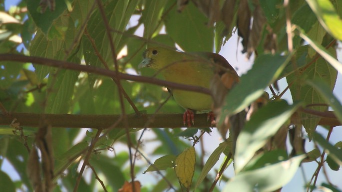 Green-Pigeon, Wedge-tailed 2
