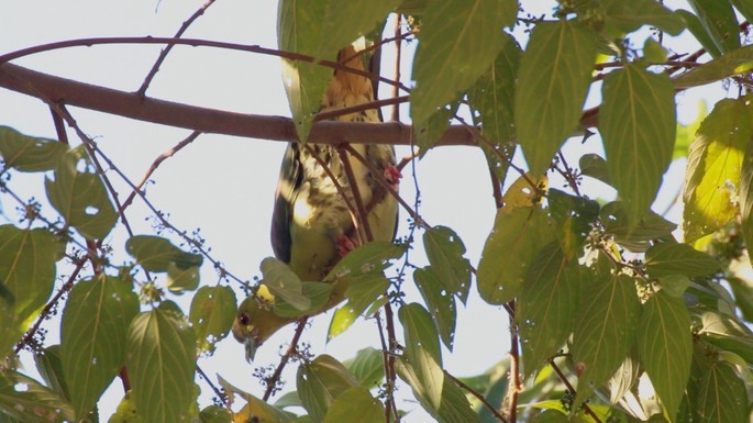 Green-Pigeon, Wedge-tailed 3