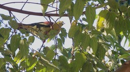 Green-Pigeon, Wedge-tailed 4