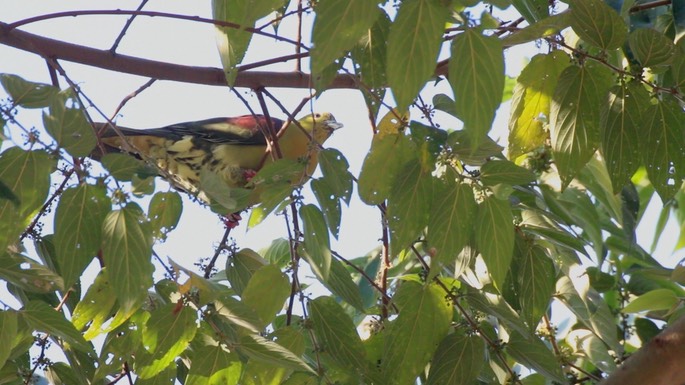 Green-Pigeon, Wedge-tailed 4