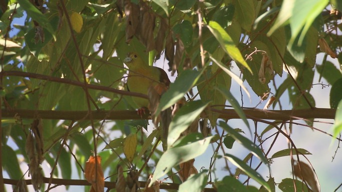 Green-Pigeon, Wedge-tailed