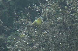 Green-Pigeon, Yellow-footed 10