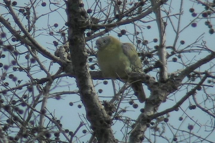 Green-Pigeon, Yellow-footed 14