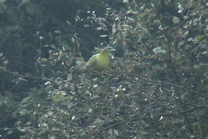 Green-Pigeon, Yellow-footed 10