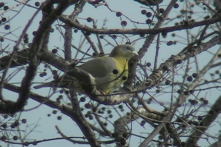 Green-Pigeon, Yellow-footed 13