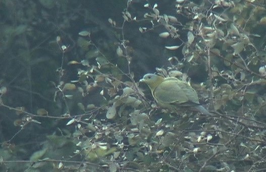 Green-Pigeon, Yellow-footed 9