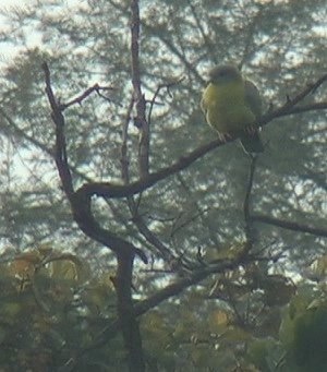 Green-Pigeon, Yellow-footed 11