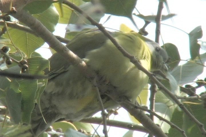 Green-Pigeon, Yellow-footed 2-1