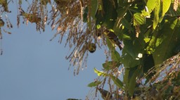 Greenfinch, Himalayan (aka Yellow-breasted) 3