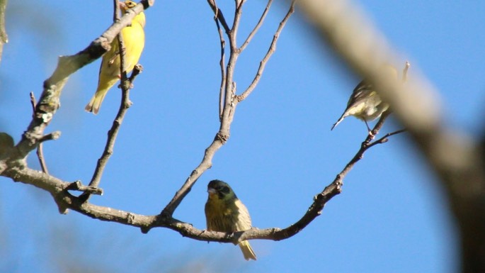 Greenfinch, Himalayan (aka Yellow-breasted) 2