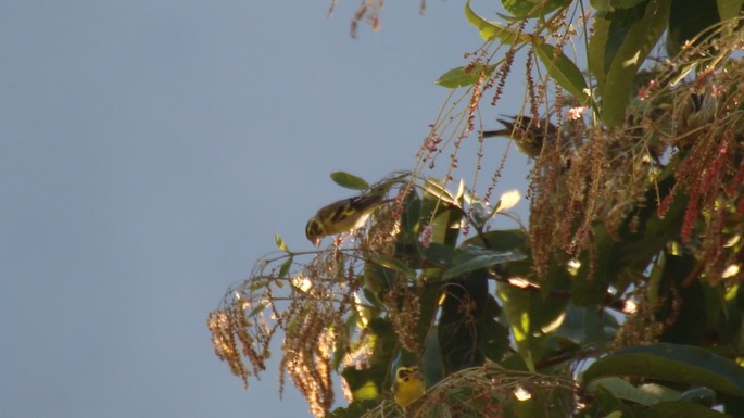 Greenfinch, Himalayan (aka Yellow-breasted)