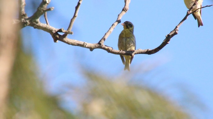 Greenfinch, Himalayan (aka Yellow-breasted) 4