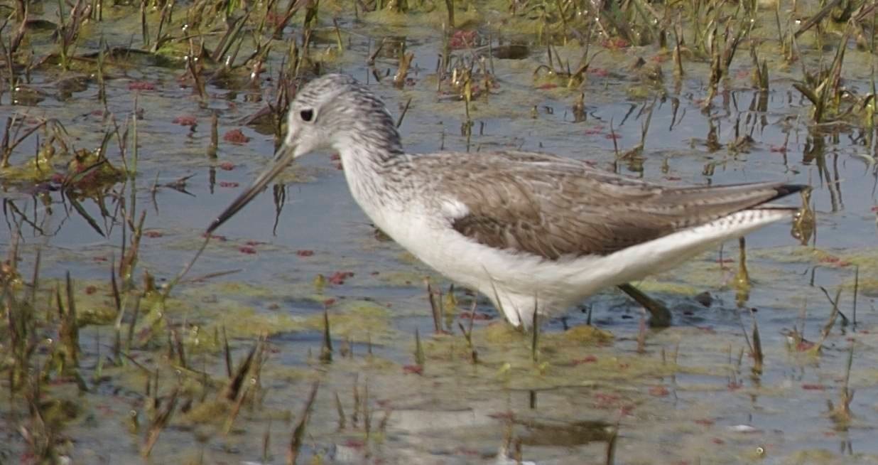 Greenshank, Common c