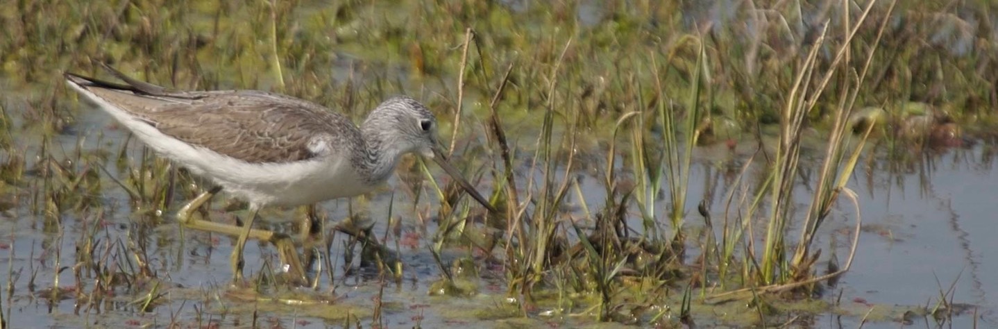 Greenshank, Common d