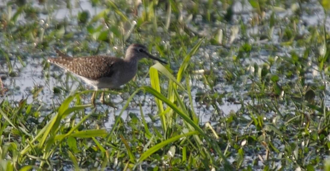 Greenshank, Common e