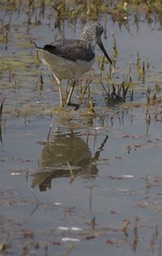 Greenshank, Common f