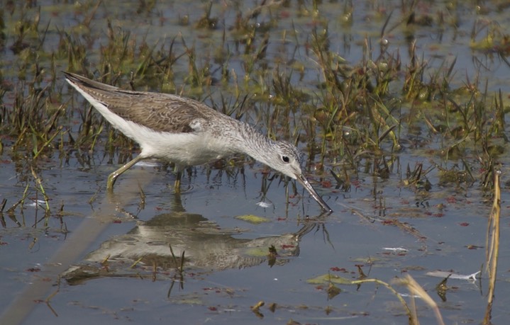 Greenshank, Common. Tringa nebularia k3