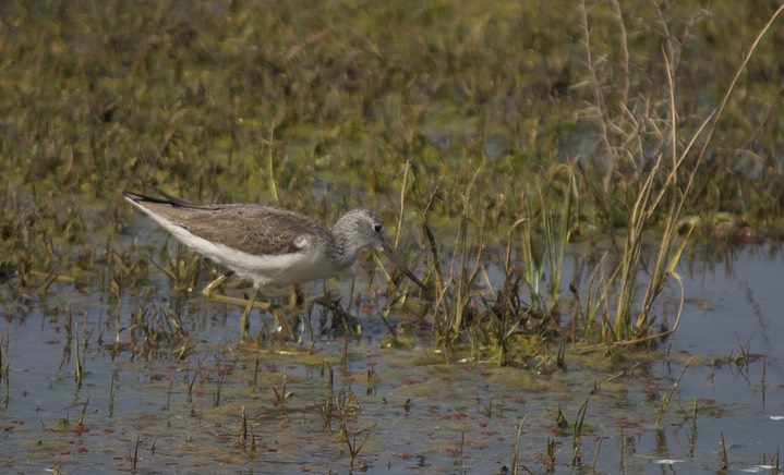 Greenshank, Common. Tringa nebularia k1