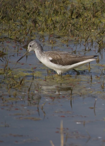 Greenshank, Common. Tringa nebularia k2
