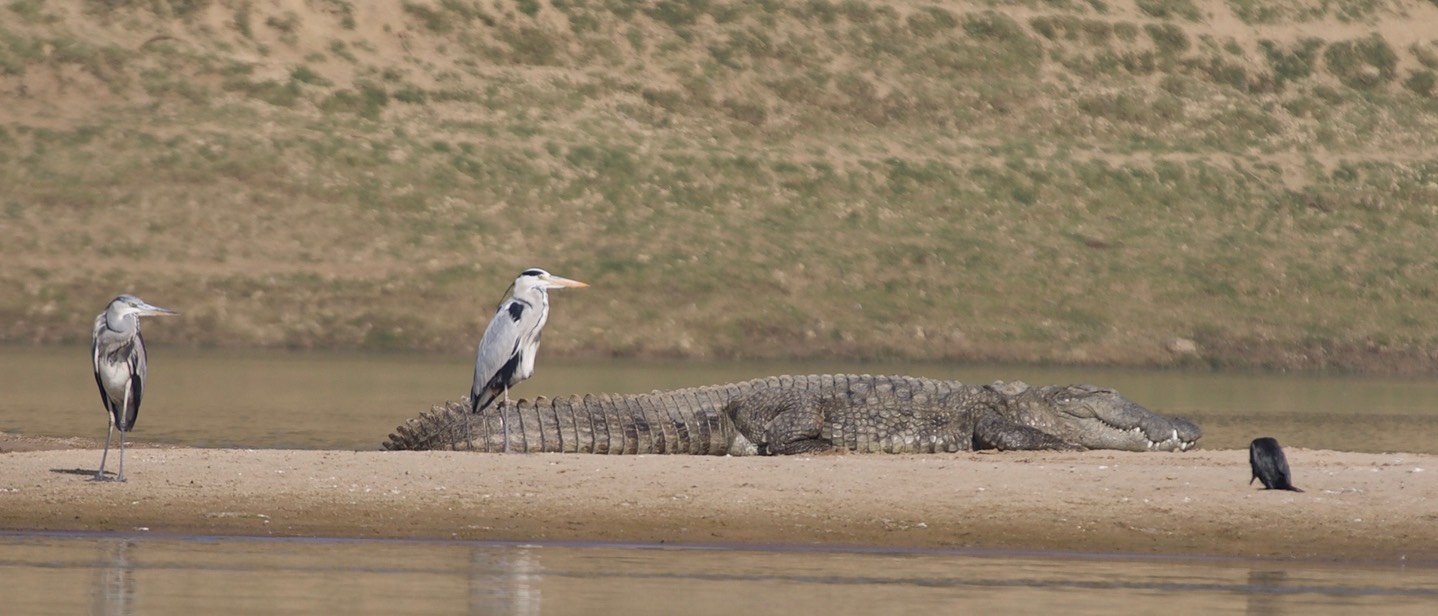 Grey Heron, Ardea cinerea w Mugger Crocodile, Crocodylus palustris