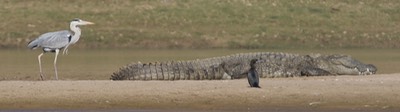  Grey Heron, Ardea cinerea  w Mugger Crocodile, Crocodylus palustris1