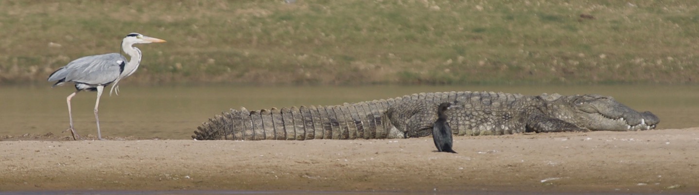 Grey Heron, Ardea cinerea w Mugger Crocodile, Crocodylus palustris1