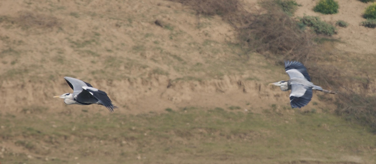  Grey Heron, Ardea cinerea 2a
