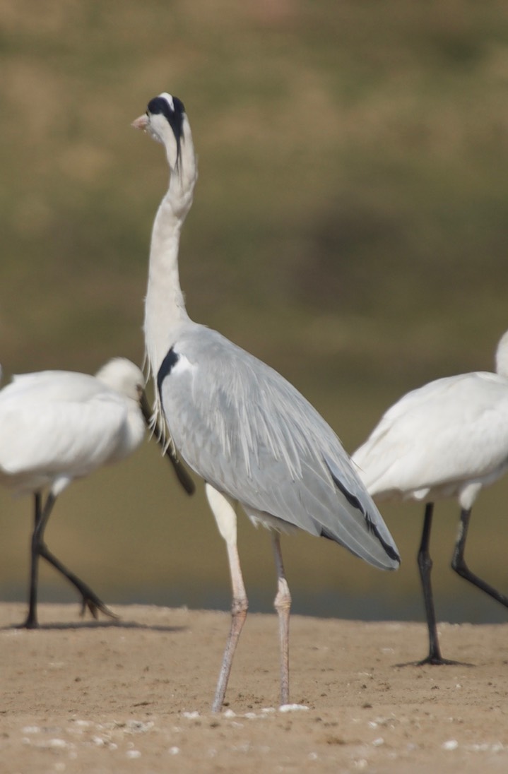  Grey Heron, Ardea cinerea 4a