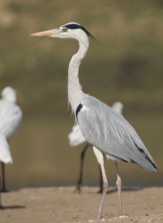 Grey Heron, Ardea cinerea