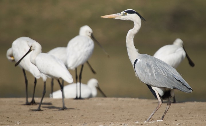  Grey Heron, Ardea cinerea 4c