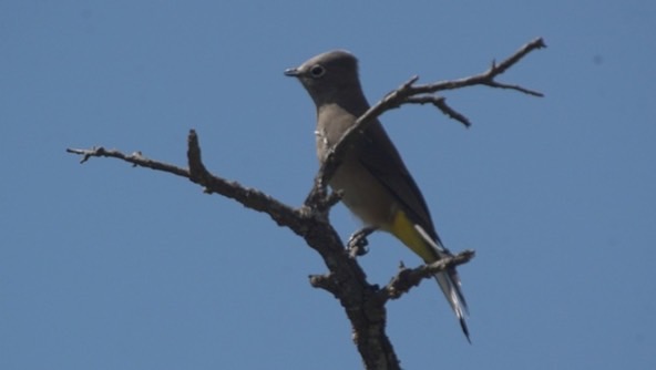 grey-silky-flycatcher_med_hr