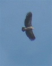 Griffon, Eurasian 1