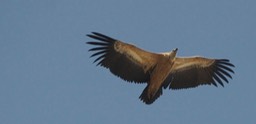 Griffon, Eurasian a