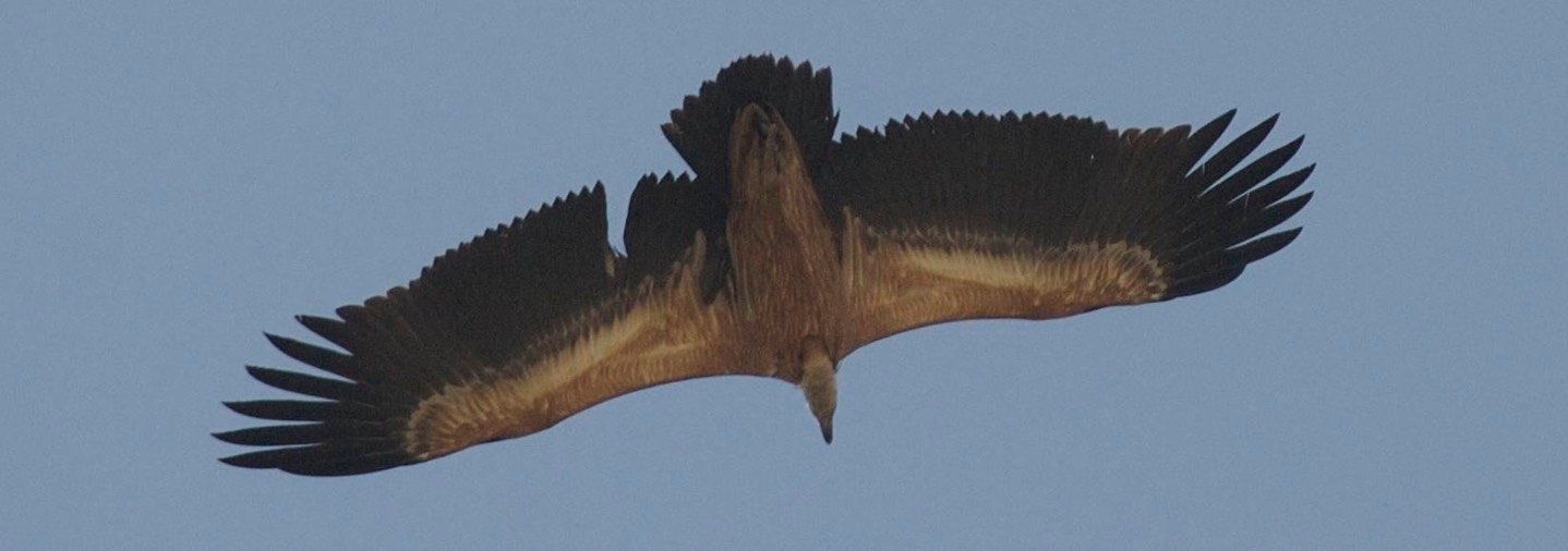 Griffon, Eurasian b
