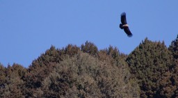 Griffon (Vulture), Himalayan 2