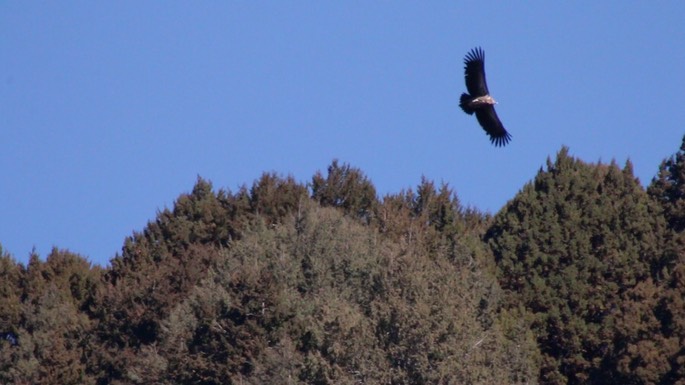 Griffon (Vulture), Himalayan 2