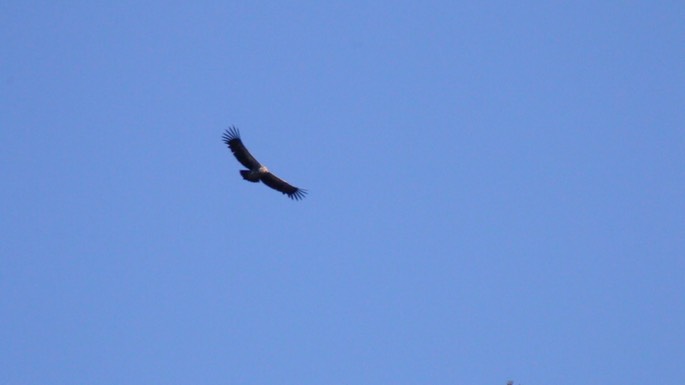 Griffon (Vulture), Himalayan
