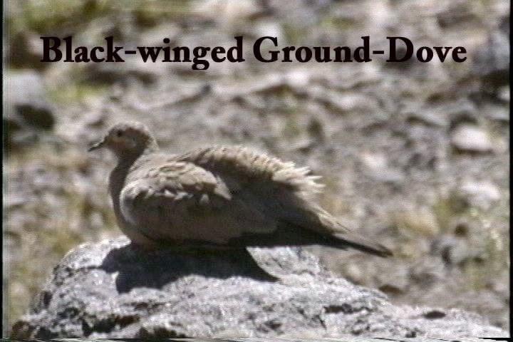 Ground-Dove, Black-winged