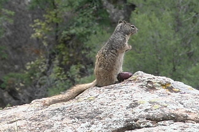 Ground Squirrel 3