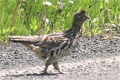 Grouse, Ruffed 1