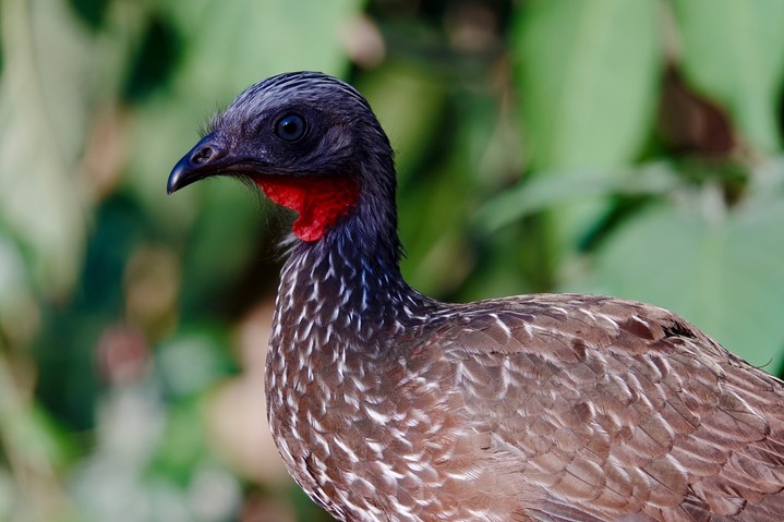 Guan, Band-tailed, Penelope argyrotis4