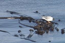 Gull, Bonaparte's 1