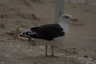 Gull, Great Black-backed MD 1