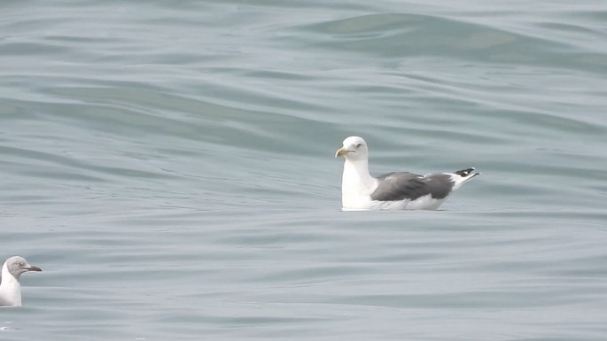 Gull, Lesser Black-backed