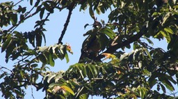 Hawk-Eagle, Mountain