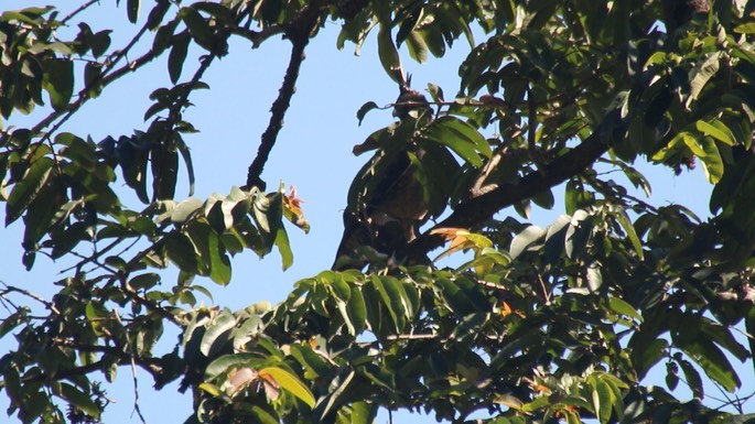 Hawk-Eagle, Mountain