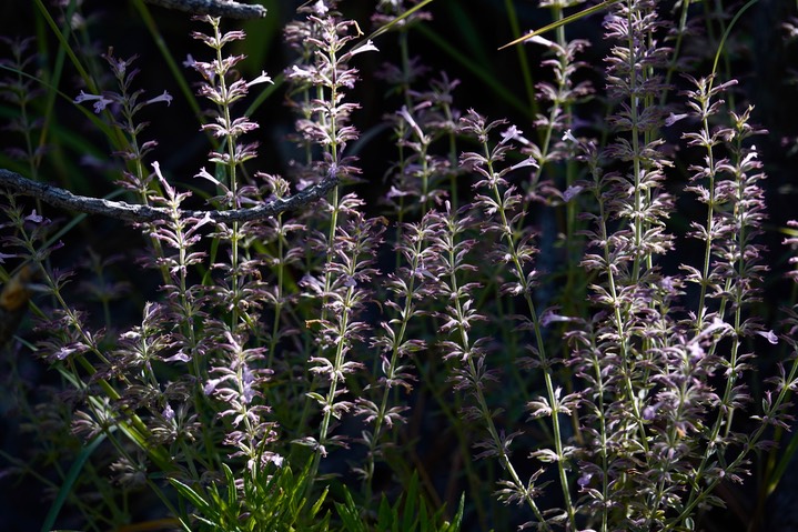 Hedeoma hyssopifolia, Aromatic False Pennyroyal  2