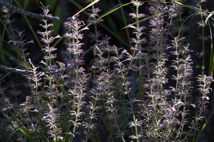 Hedeoma hyssopifolia, Aromatic False Pennyroyal  4