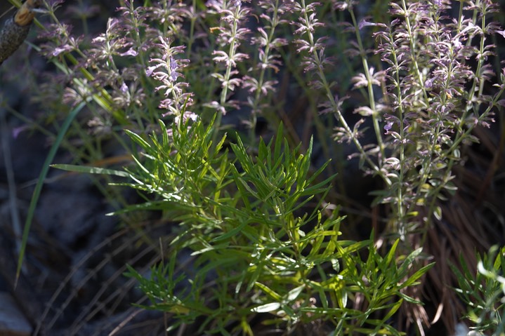 Hedeoma hyssopifolia, Aromatic False Pennyroyal  3